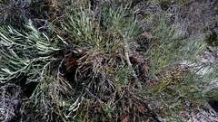 Banksia dallanneyi