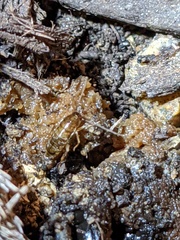 Shelfordella lateralis