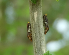 Homalodisca ichthyocephala