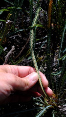 Banksia dallanneyi