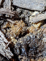 Shelfordella lateralis