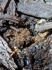 Shelfordella lateralis