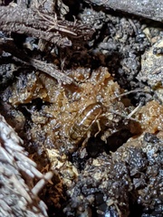 Shelfordella lateralis