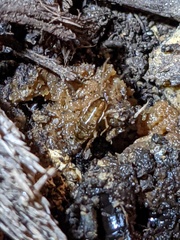 Shelfordella lateralis