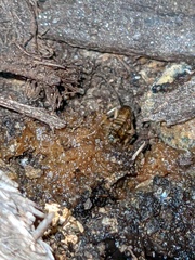 Shelfordella lateralis