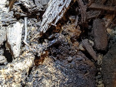 Shelfordella lateralis