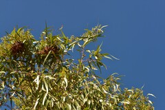 Eucalyptus