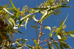 Eucalyptus