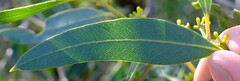 Eucalyptus todtiana