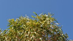 Eucalyptus