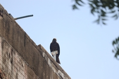 Milvus migrans