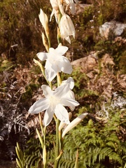 Watsonia borbonica
