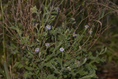 Vittadinia