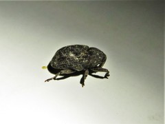 Apteromechus