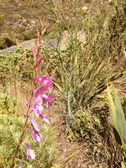 Watsonia borbonica