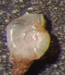 Gordiospira arctica
