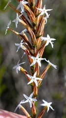 Lysinema
