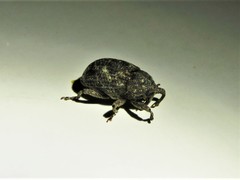 Apteromechus