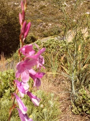 Watsonia borbonica