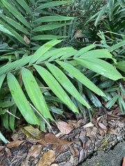 Ptychosperma macarthurii