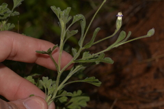 Vittadinia