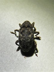 Apteromechus
