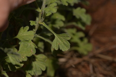 Vittadinia