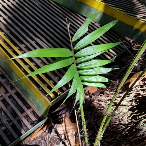 Image of Oncosperma tigillarium by (c) pbsg, some rights reserved (CC BY)