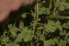 Vittadinia