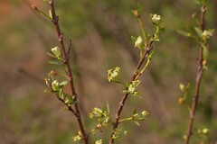 Pimelea microcephala