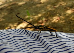 Sphaenothecus trilineatus