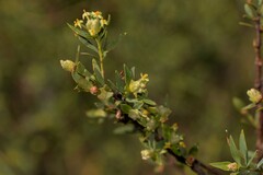 Pimelea microcephala