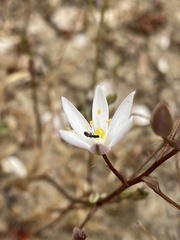 Ornithogalum hispidum