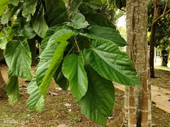 Scaphium linearicarpum