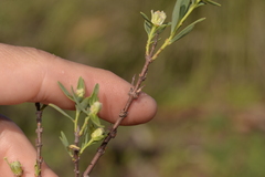 Pimelea microcephala
