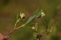 Pimelea microcephala