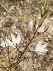 Ornithogalum hispidum