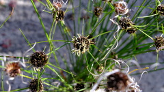 Schoenus curvifolius