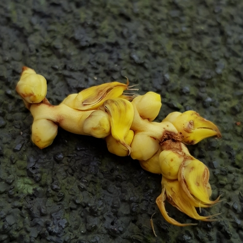 Image of Oncosperma tigillarium by (c) pbsg, some rights reserved (CC BY)