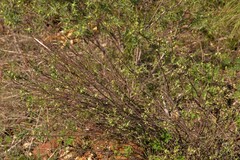 Pimelea microcephala