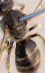 Lasioglossum laticeps