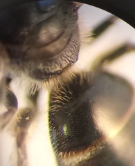 Lasioglossum laticeps