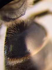 Lasioglossum laticeps