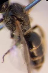 Lasioglossum laticeps