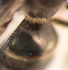 Lasioglossum laticeps