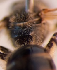 Lasioglossum laticeps