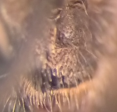 Lasioglossum laticeps