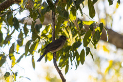 Hypsipetes madagascariensis