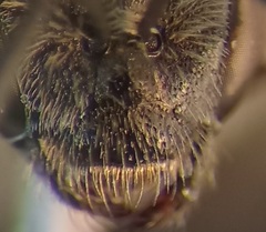 Lasioglossum laticeps