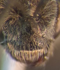 Lasioglossum laticeps